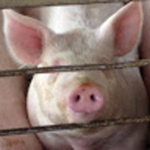 Meet your Posher, Brandy